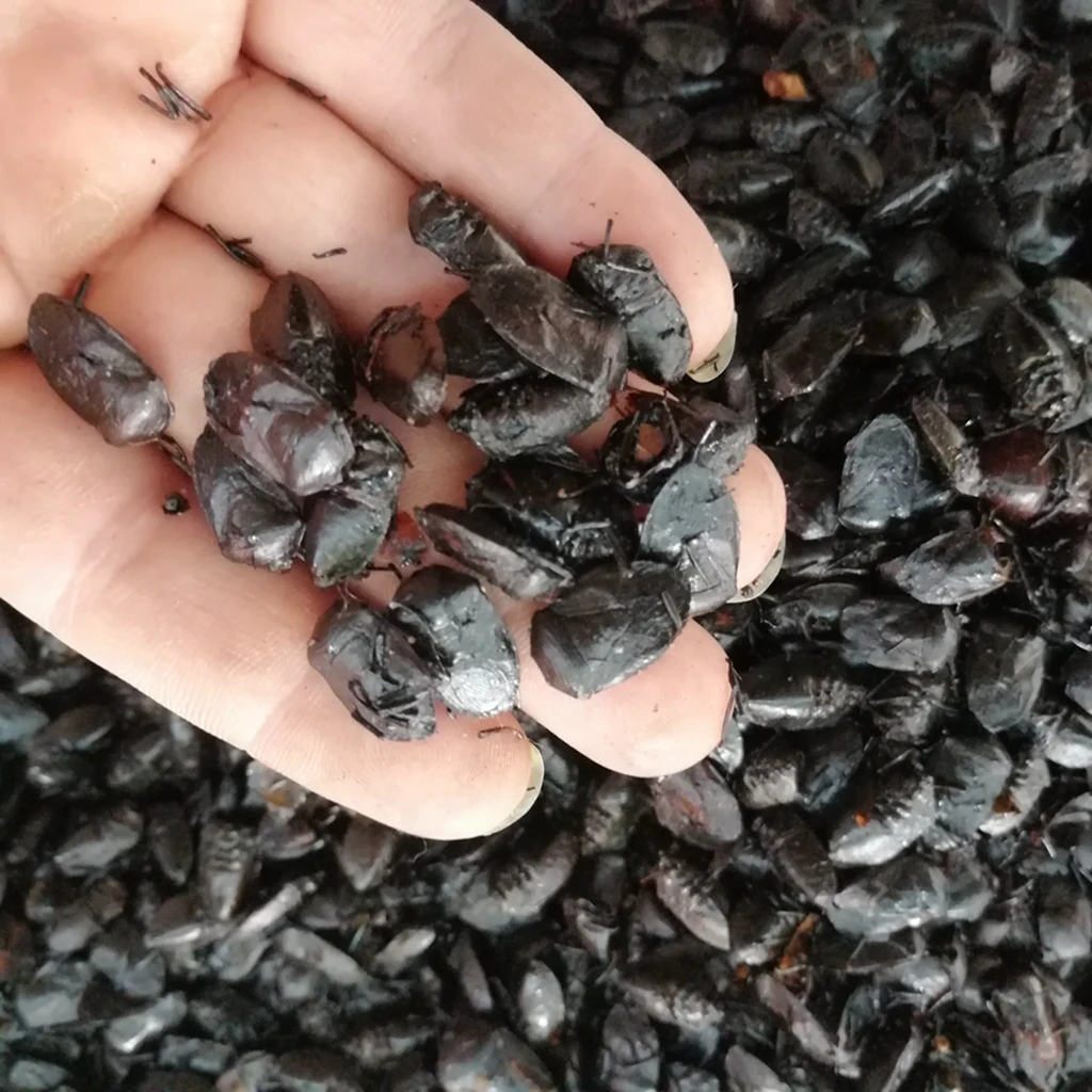 Jiu xiang chong natural aspongopus insect herbal medicine dried Coridius chinensis whole body for sale