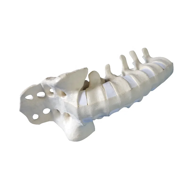 Orthopaedic lumbar with sacrum Bone for Training