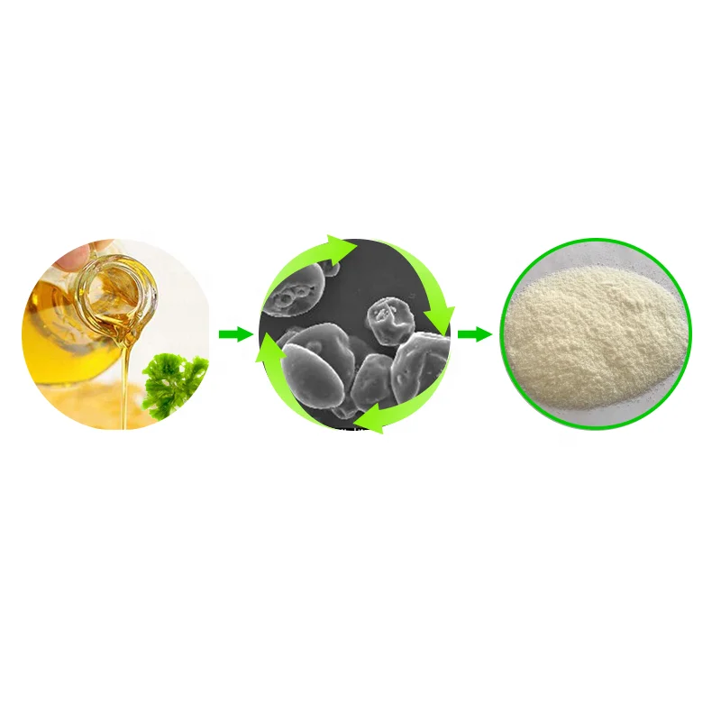DHA 20% Powder Factory STOCK Dha Algae Micro-encapsulated Schizochytrium Oil Powder Light DHA Oil Powder