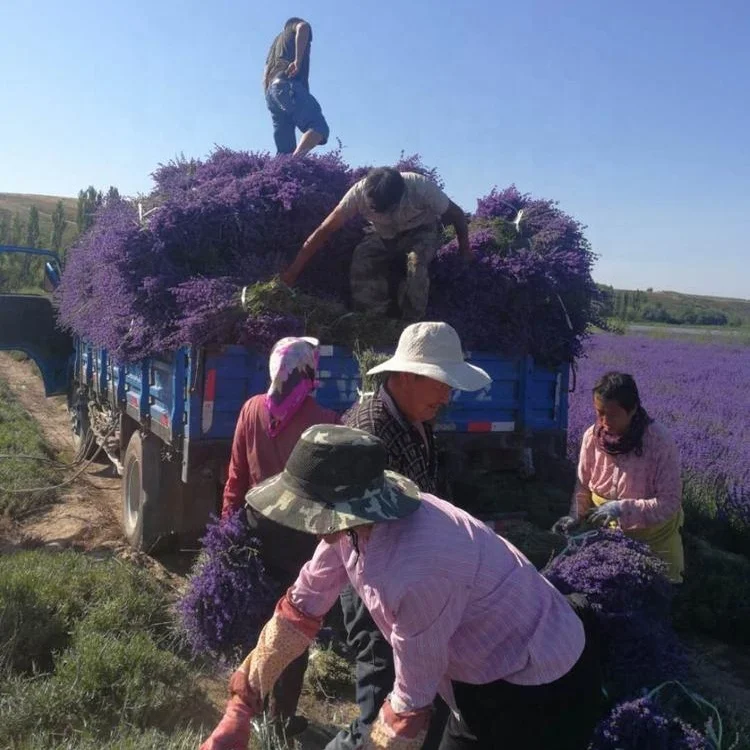 100% Натуральные Сушеные цветки лаванды по лучшей цене