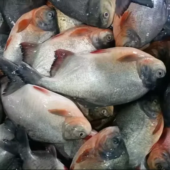 Хорошая цена рыба piaractus brachypomus продажа