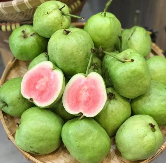Queen Guava Vietnamese Fresh Fruit Sweet Organic Best Brand Quality Wholesaler Cheap Price Low MOQ Customized Packaging