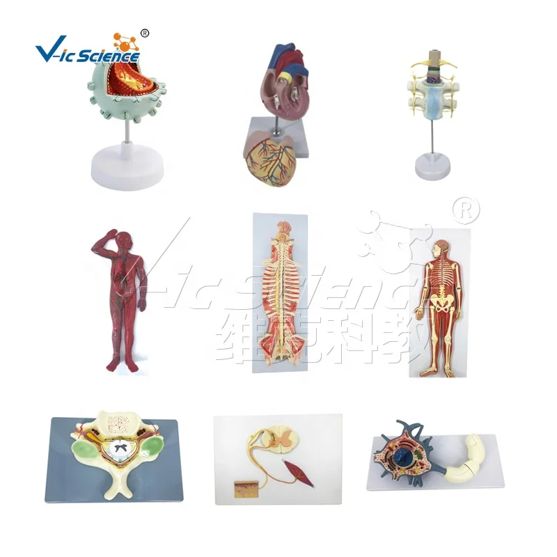 anatomical models for medical teaching stomach With Ulcers Anatomy Model human digestive system model