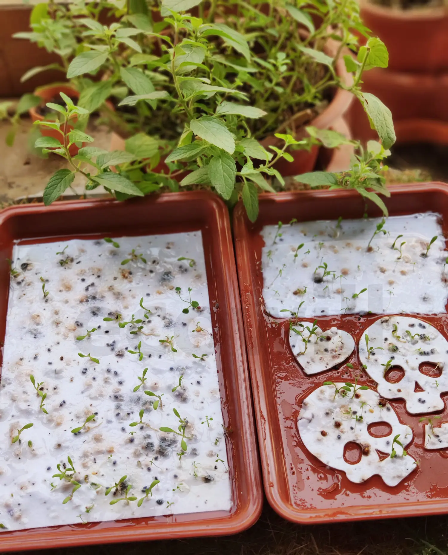 Plantable Seed Paper Shape Confetti  with Botantical Verb Veggie Flower Seeds