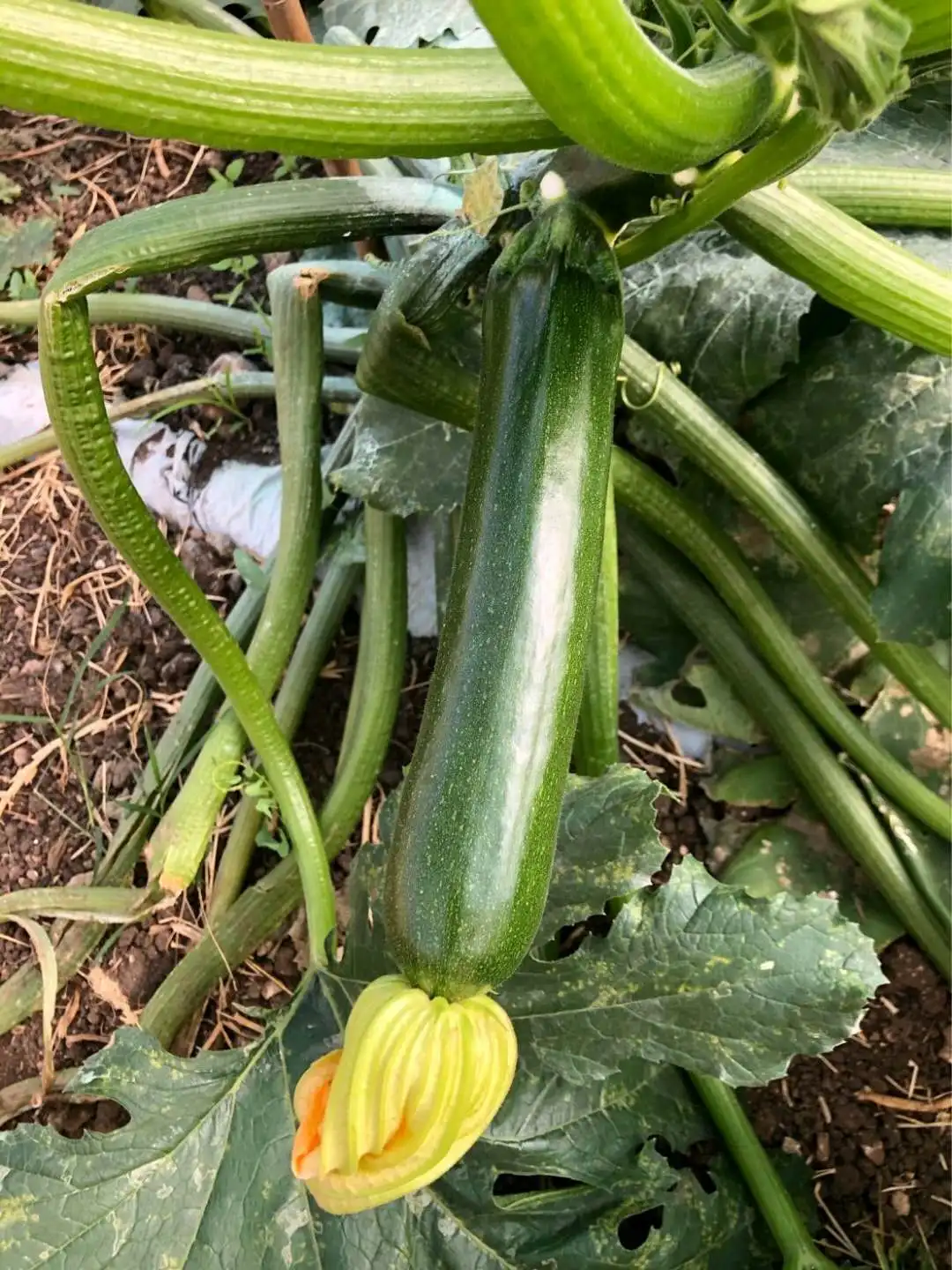 CNUS 805 F1 Hybrid F1 Dark Green Zucchini Type Squash Seeds