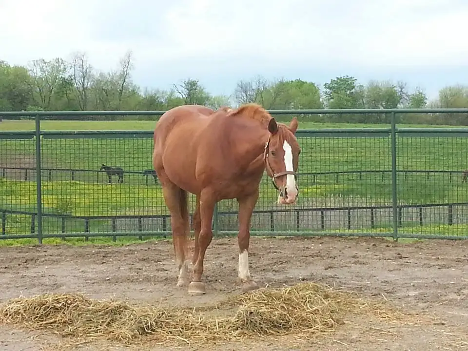 Ca US AU Farm Yard Corral/Heavy Duty Goat Sheep Fence & Gates/Portable Livestock  Equipment/Horse Round Pen Ranch Cattle Panels
