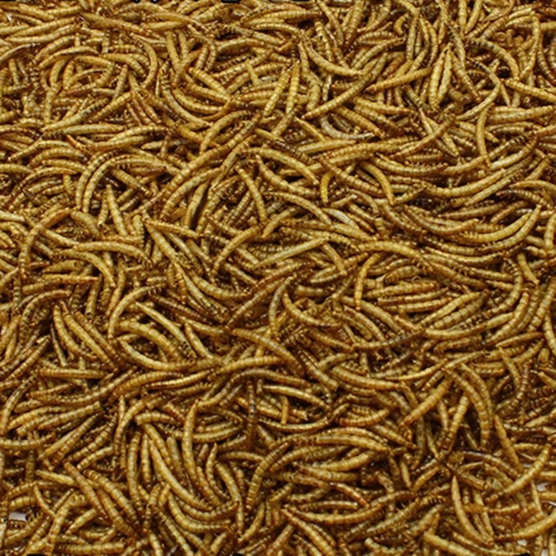 High Protein edible insect dried mealworm Dried Mealworms Superworm Mealworm