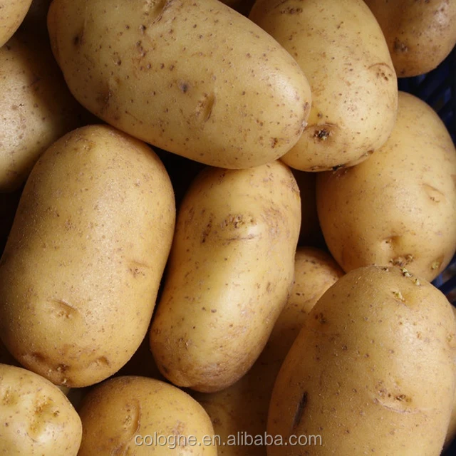 Fresh potato market/Fresh potato factory/Holland Potato