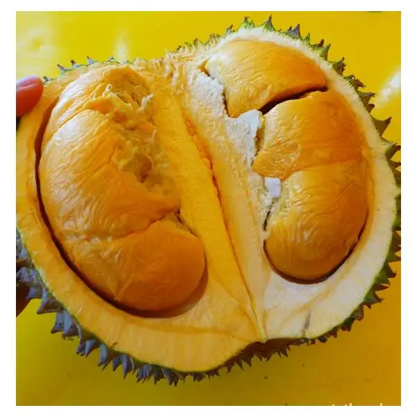 Attractive Pricing Best Seller D200 From Raub Pahang Malaysia Black Thorn Premium Grade Delicious Fresh Whole Fruit Durian