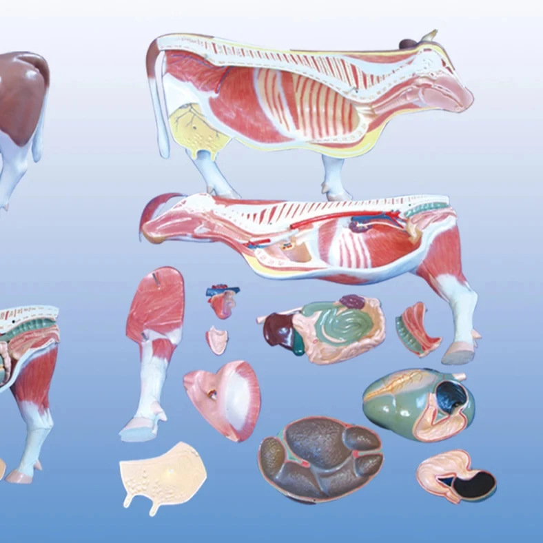 cow anatomical model cattle anatomy models of animals
