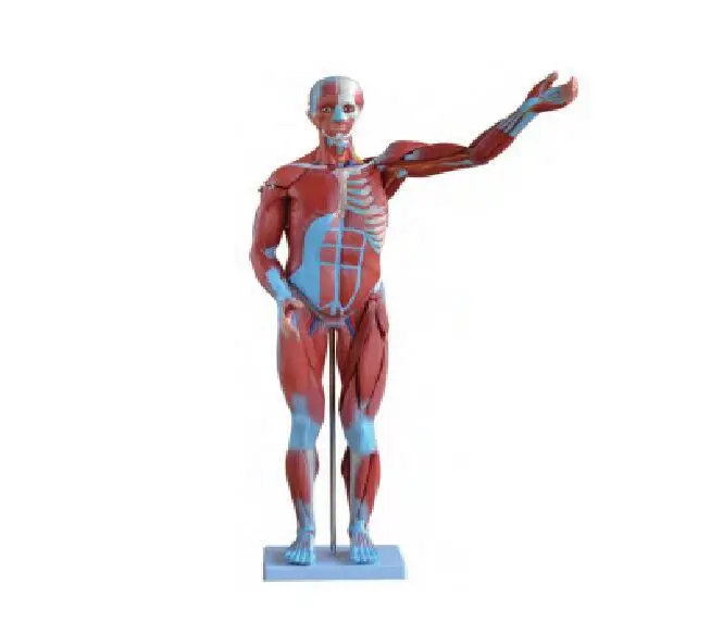 HM-334 Male Human Muscle Model (27 Parts) Anatomical Series for Training