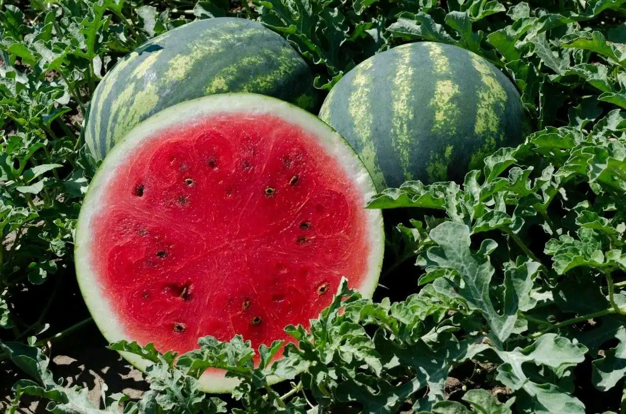 
Red Flesh Hybrid F1 Watermelon Seeds for Planting 