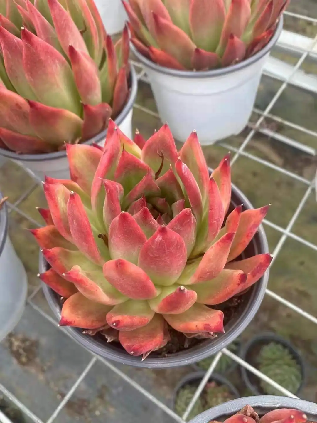 
WB37 Echeveria Frank Live Succulent live Plant woody plant bonsai indoor plant gardening Flora 