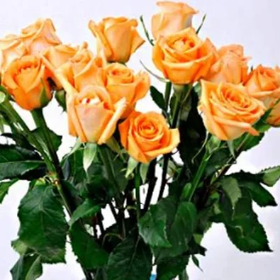 
real fresh flower fresh cutting flowers Peach Snow Mountain rose in Champagne by Yunnan Flowers Fields 