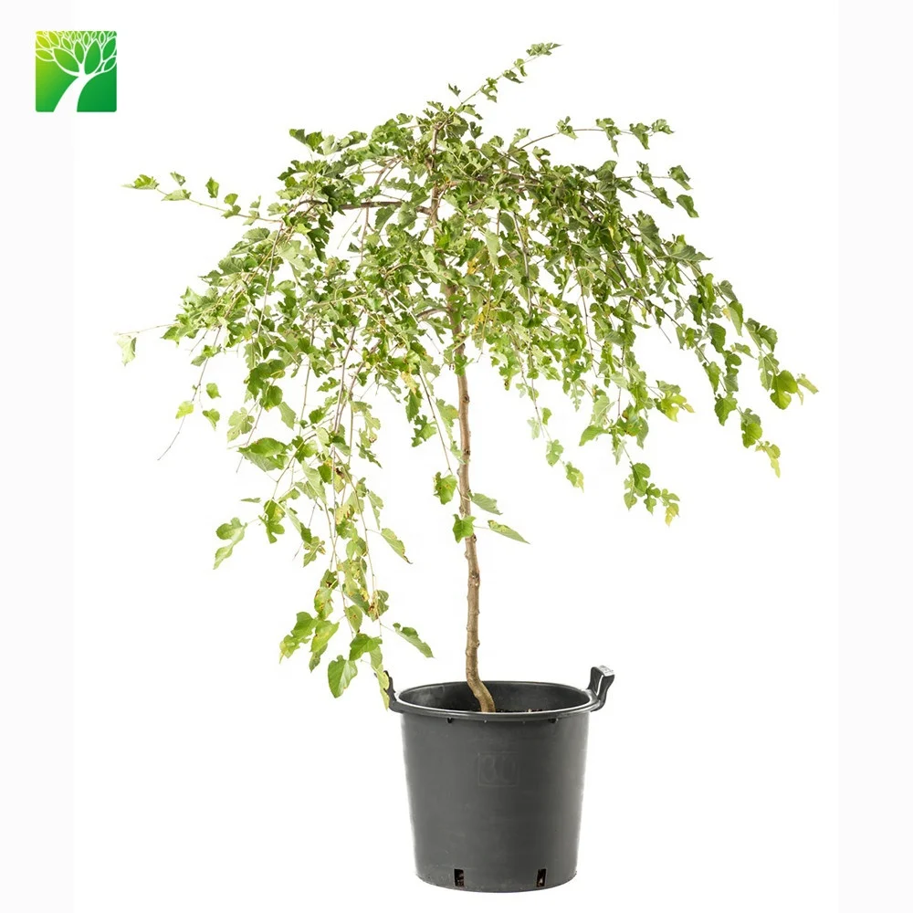 
 Простой лист, сложность morus alba saplings, саженцы Красного тутового дерева  