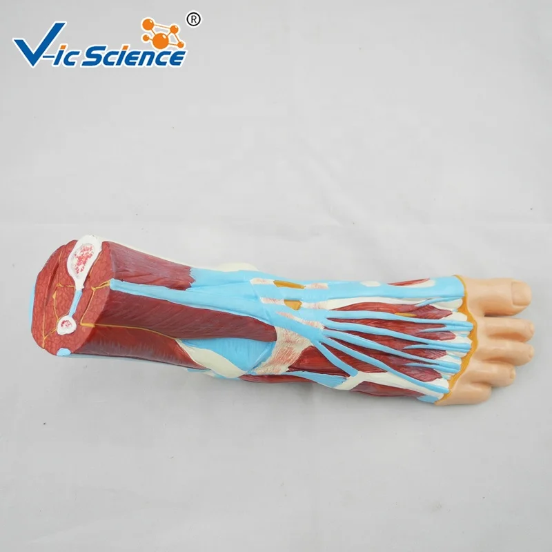 medical model anatomical teaching foot section model medical anatomy models