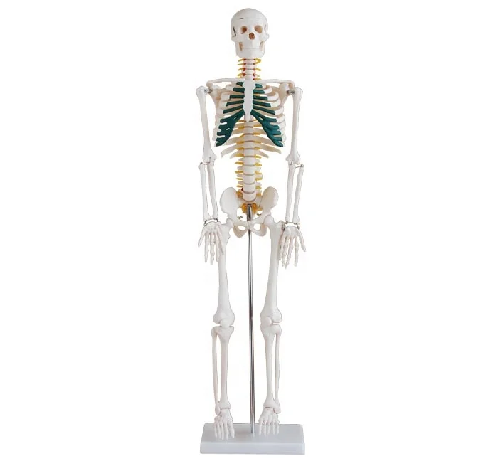 Human 85cm Skeleton with Spinal Nerve school medical teaching training 12 foot skeleton halloween