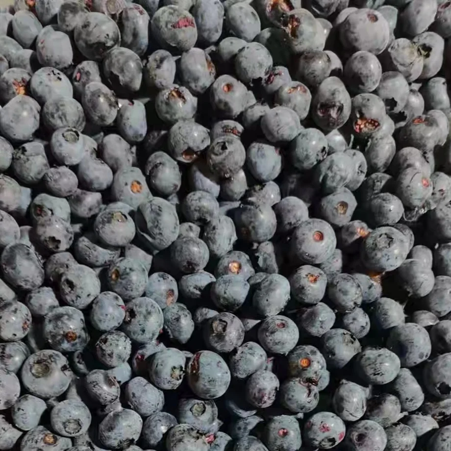 Good Taste IQF Fruits Frozen Whole Blueberry