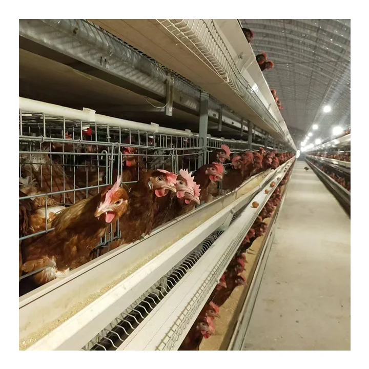Corrosion Resistant H Type Layer Chicken Cage For Closed Chicken House Chicken Producing Machine