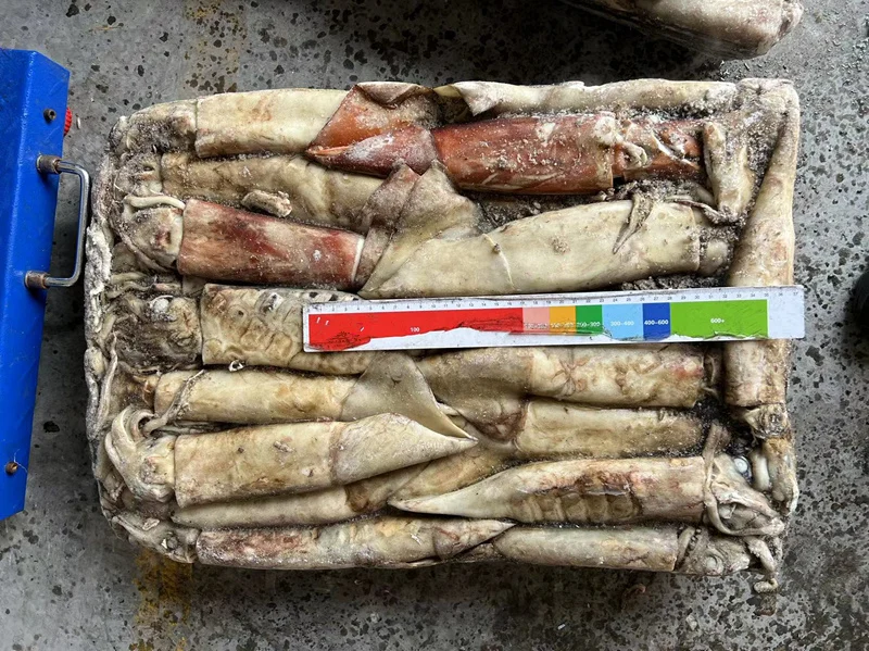 High Quality Dosidicus Gigas Congeles Giant Squid 300-500g Frozen Peru Squid to Thailand Market