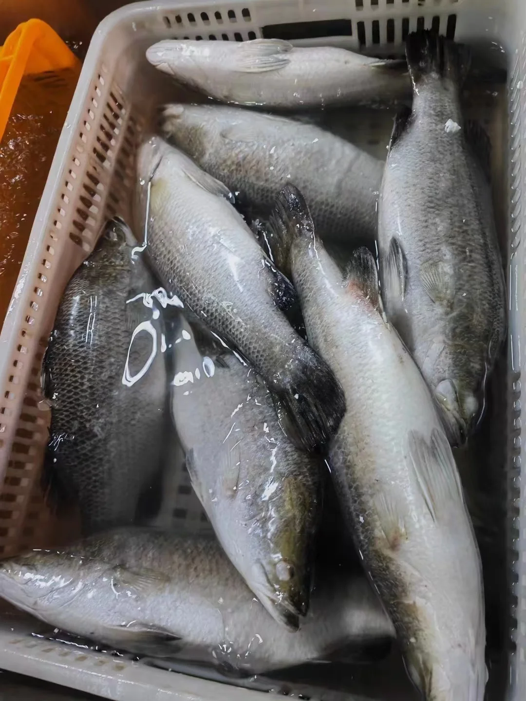 IQF  bass fish Japanese Seaperch Japanese Sea Bass