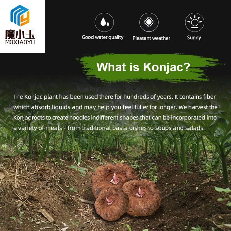 Hot Selling No Additives Low Carb Keto Friendly Foods Feel Fullness Fast Food Sweet Spicy Flavor Konjac Rice Cake