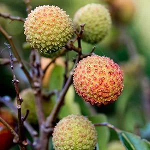 Halal certification litchi concentrate litchi extract liquid lychee Liquid Flavoring lychee extract lychee flavor Litchi Flavour