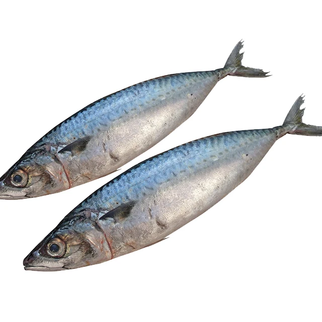 100-200g Mackerel Frozen Fish Pacific Mackerel Tuna