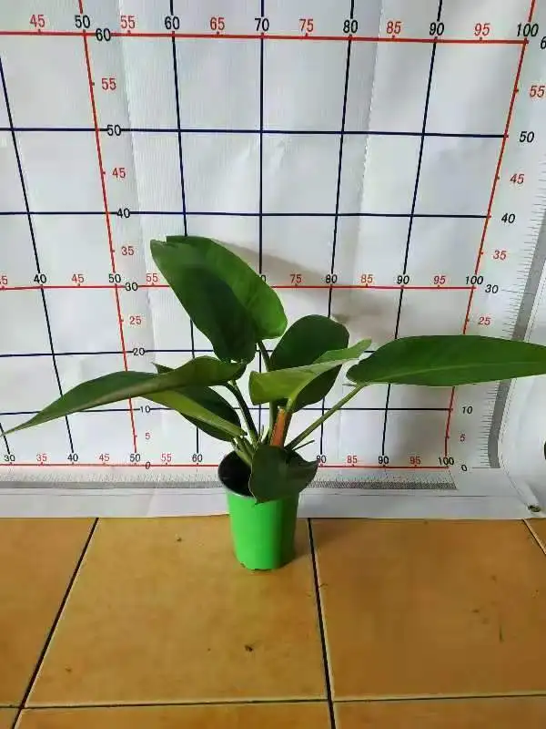  Органическое зеленое Изумрудное растение Philodendron