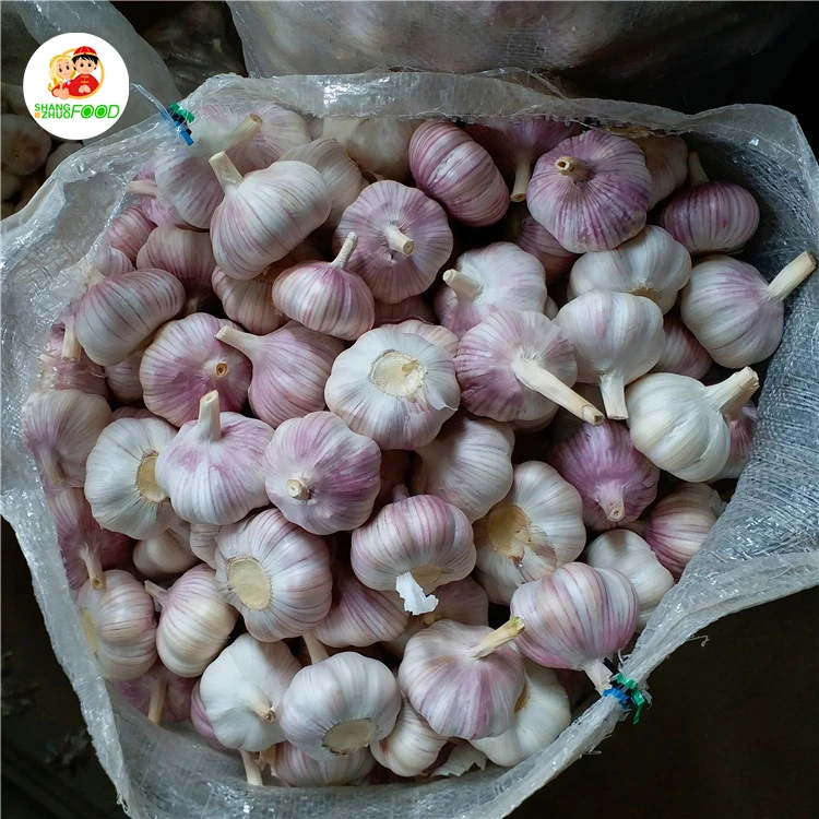  Высокое качество китайский чеснок красный вес оригинальный тип размер продукта свежий продукт модель культивирования стандартная