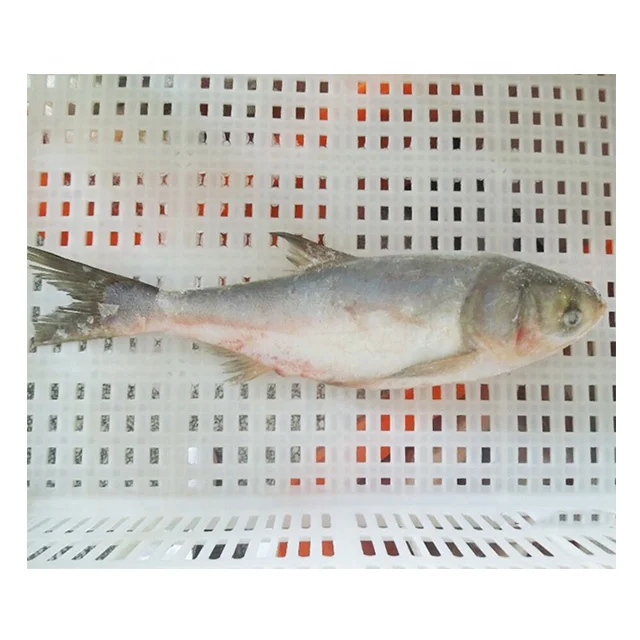 Frozen Carp Silver Carp Fish For Sale