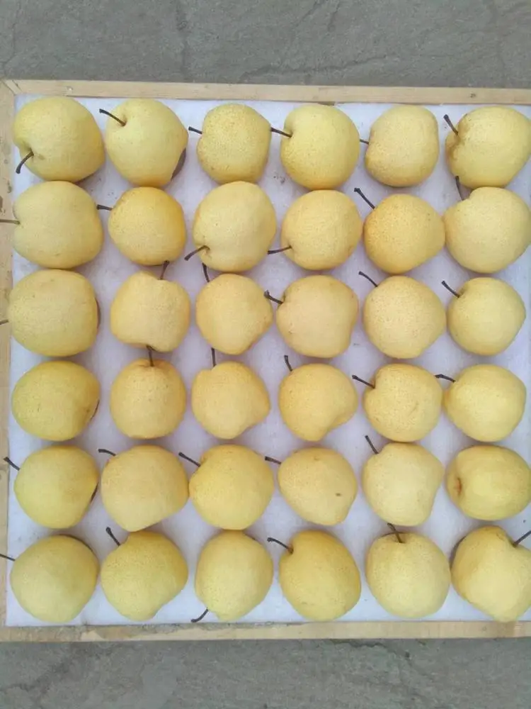 FRESH GONG PEAR