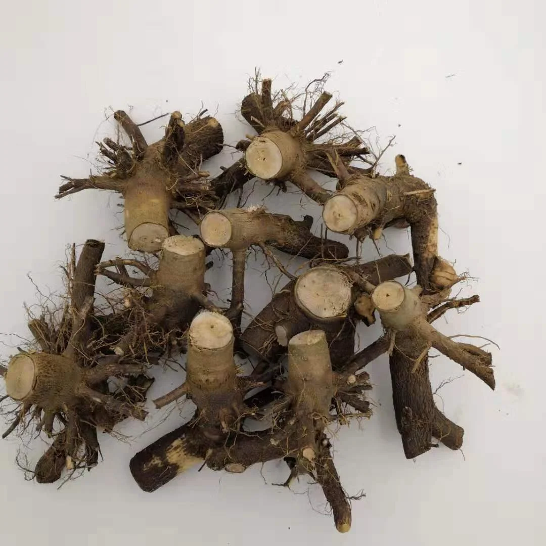 new fresh fast growth 99% survive paulownia fortunei x toemntosa 2-3years stump with quarantine certificate