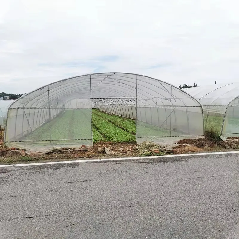 Wholesale customization Greenhouse Single Span Arched Galvanized Steel StructureWaterproof &Warm Winter-Warming Solar Greenhouse