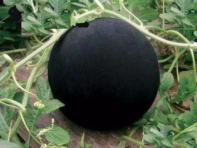 F1 hybrid lemon yellow flesh black skin seedless watermelon seed