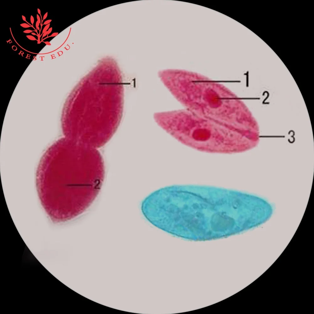  Paramecium хвостатое ядро микроскоп подготовлены шлепанцы без задника с открытыми