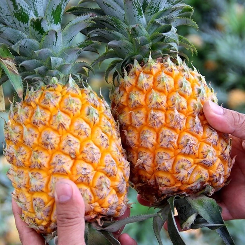 
Fresh Pineapple / Pineapple Fruit Factory Price / Bulk Fresh Fruit Pineapple 
