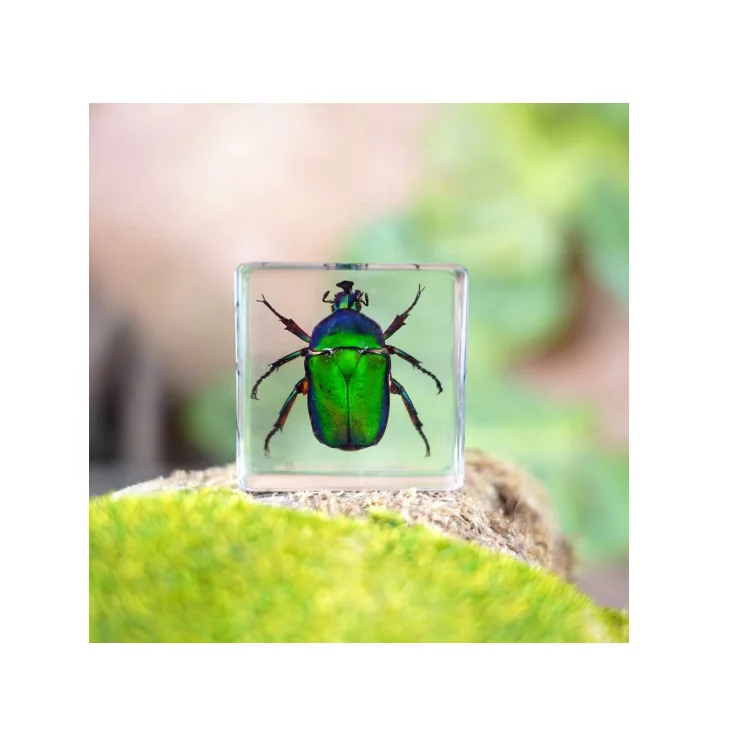 Custom teaching resources real crystal insect specimen butterfly specimen entomology insect