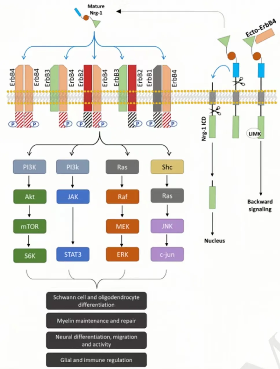 Raw Materials cytokines Recombinant Protein IVD Reagent Recombinant human Heregulin-1 (His Tag)