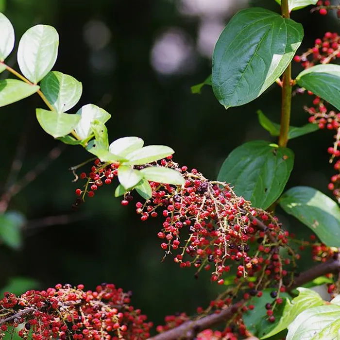 2021 Hot Sale Natural Plants Seeds Coriaria Nepalensis Seeds For Sale