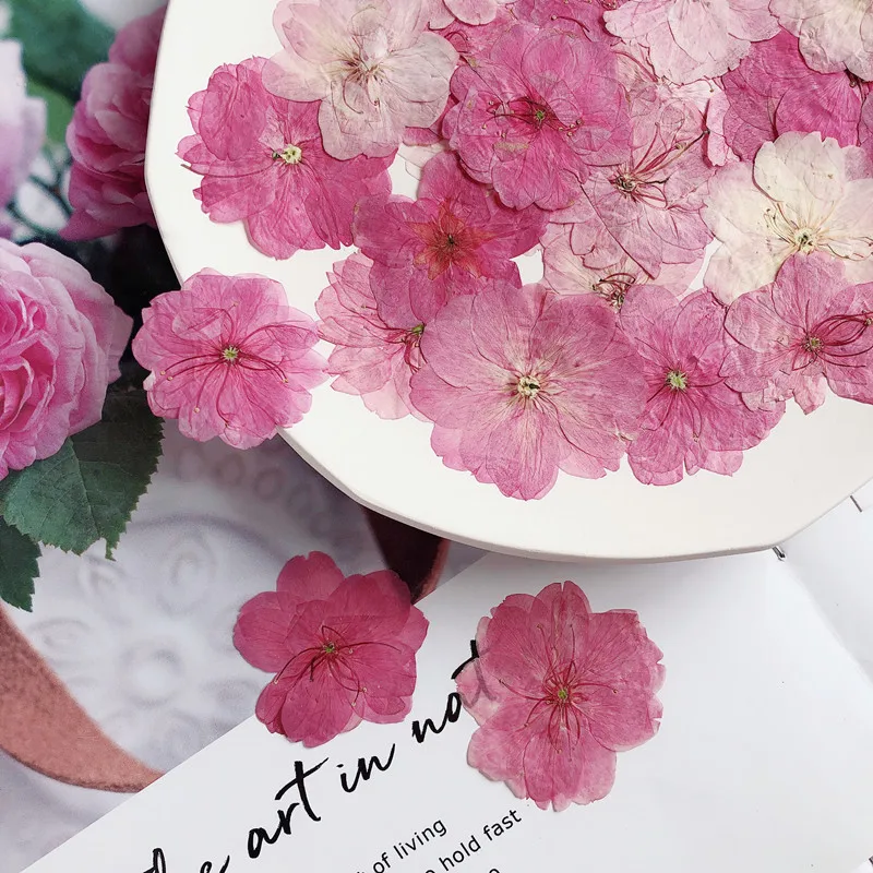 High-Quality Small Dried Flowers Sakura Blossom Real Dried Pressed Cherry Blossom