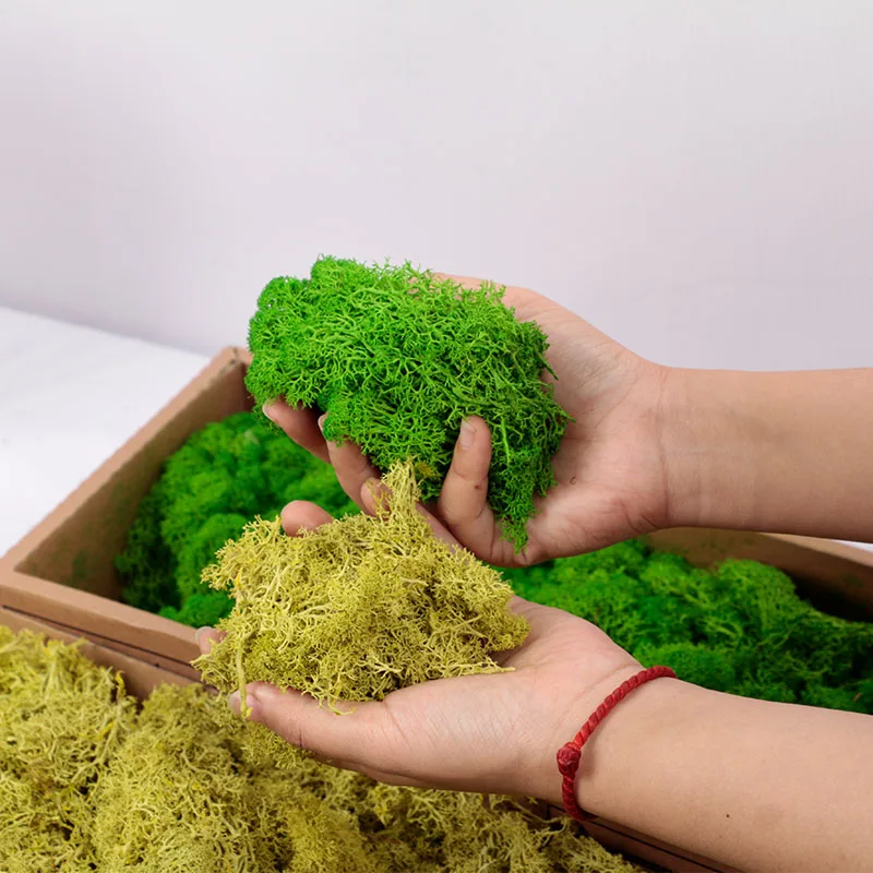 Лидер продаж на Amazon, настенные декоративные сушеные/консервированные цветы, декоративные настенные части, консервированный мох