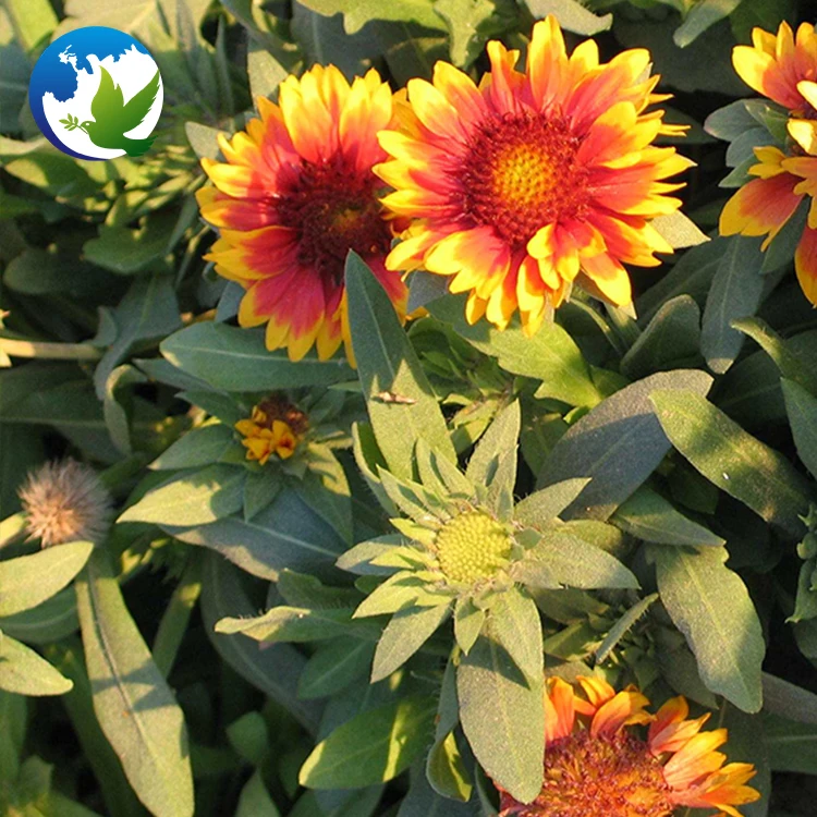 
summer ornamental carnation tropic beautiful cut flower seeds supplier perennial flowers plant seed 