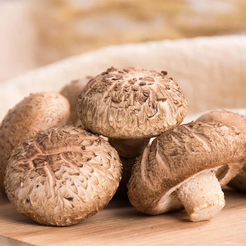 Крупные партии съедобные магические грибы сушеные