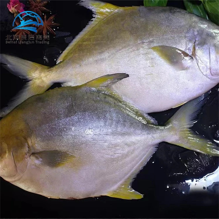 Chinese low price high quality delicious seafood frozen whole live Golden Pomfret fish for sale