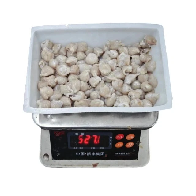 High Quality Frozen Squid Beak 10kg/ctn Seafood Frozen Giant Squid Beak