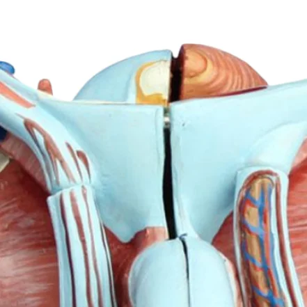 ADA  Anatomical model Advanced Male Internal & External Genital Organs and Male Genital Organ Model For Students To Learning