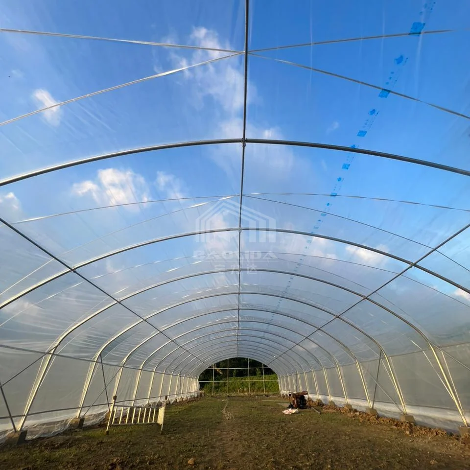 High tunnel single span single layer serre agricultural greenhouses plastic film serre agricole prix for tomatoes