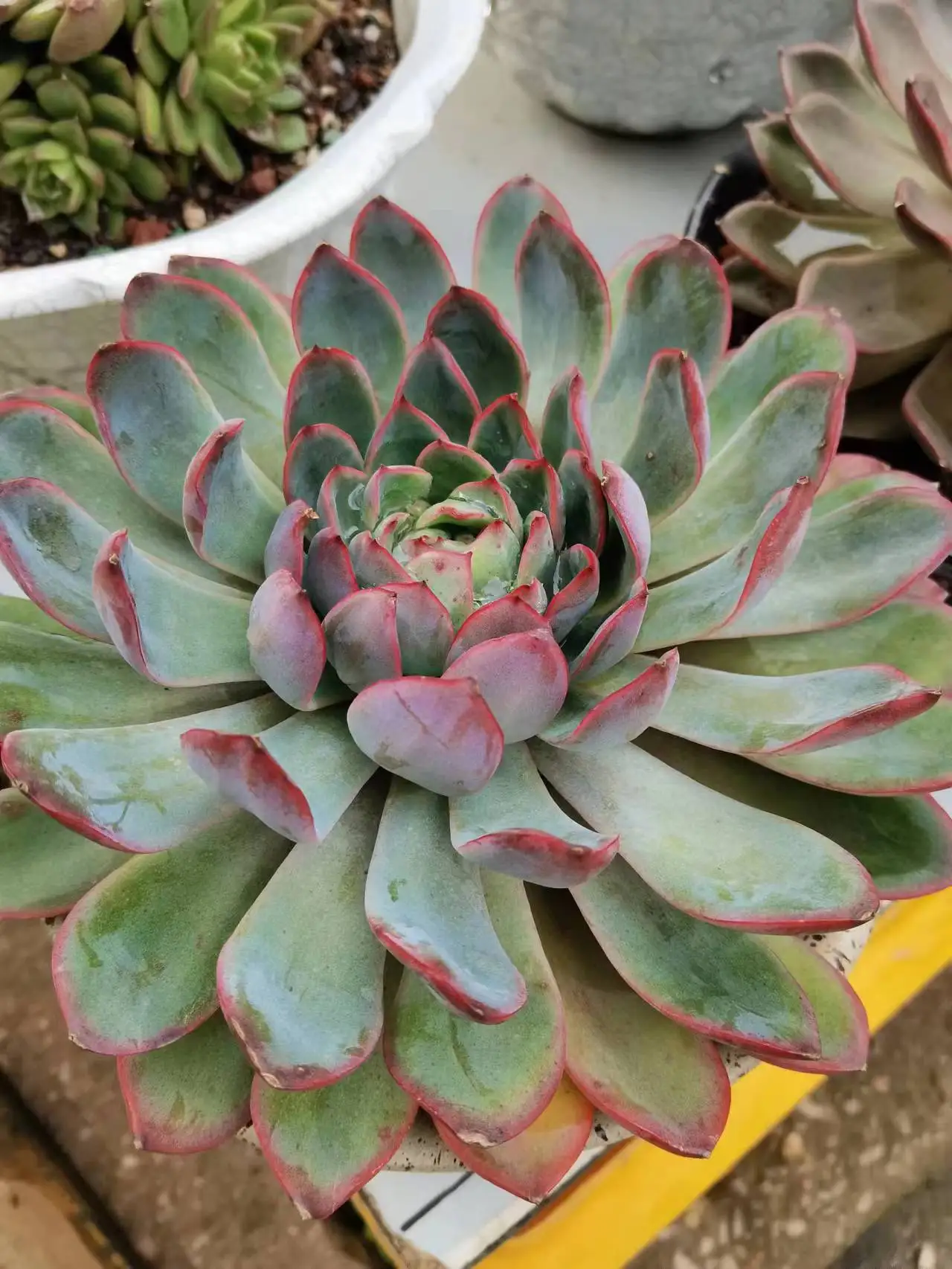 Promote Root Growth Prevent Rotting Jingxin Plant Nutrient Solution Boron Iron Calcium Zinc