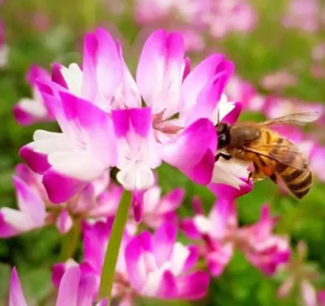 Zi yun ying purple flower seed Astragalus sinicus L seeds for sale